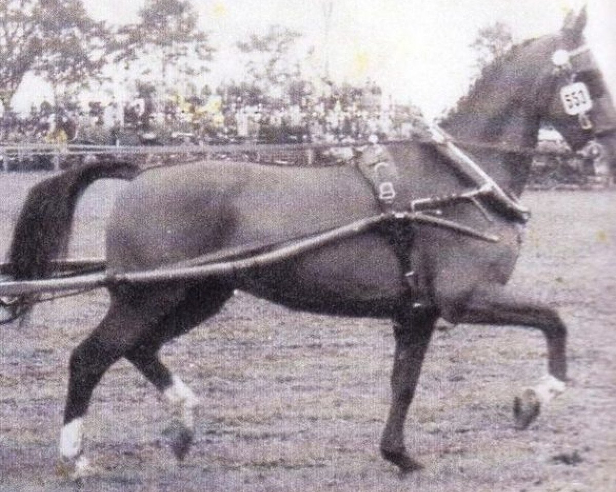 broodmare Raute (Holsteiner, 1941, from Loretto)