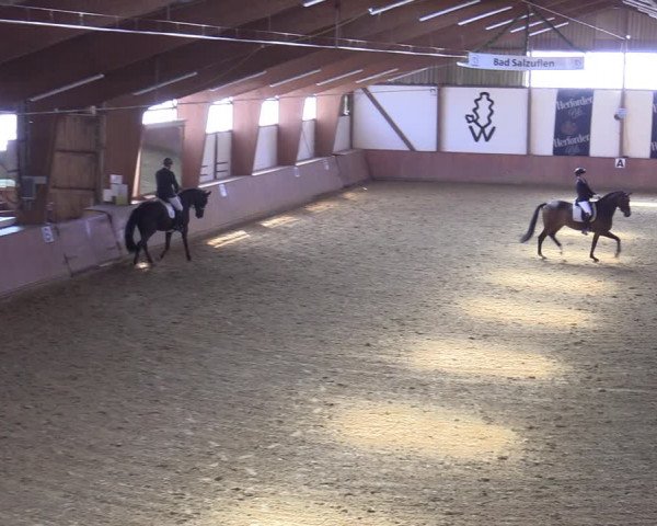 Reitturnier Bad Salzuflen 2022