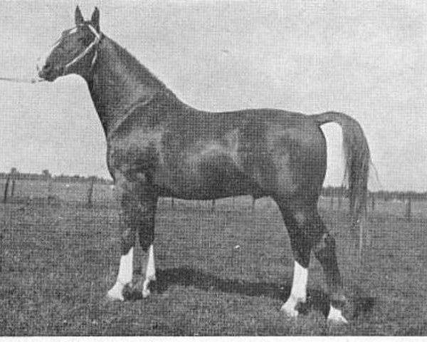 stallion Normann (Holsteiner, 1949, from Heidelberg)