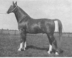 stallion Normann (Holsteiner, 1949, from Heidelberg)