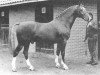stallion Goudsmid (Gelderland, 1965, from Normann)