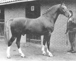 stallion Goudsmid (Gelderland, 1965, from Normann)