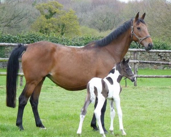 dressage horse Checkers (KWPN (Royal Dutch Sporthorse), 2012, from Ringo)