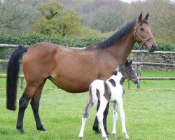 Dressurpferd Checkers (KWPN (Niederländisches Warmblut), 2012, von Ringo)