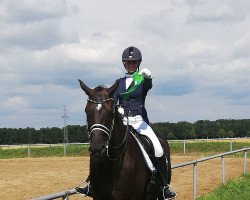 dressage horse Steinberger (Hanoverian, 2010, from Soliman)