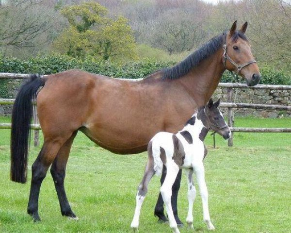 Zuchtstute Maika des Bruyeres (Belgisches Warmblut, 2012, von Nonstop)