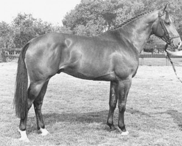 stallion Vindicator (KWPN (Royal Dutch Sporthorse), 1979, from Amor)