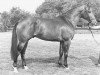 stallion Vindicator (Dutch Warmblood, 1979, from Amor)