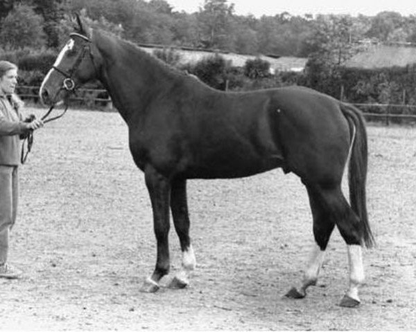 stallion Expert (Royal Warmblood Studbook of the Netherlands (KWPN), 1986, from Le Mexico)