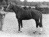 stallion Expert (KWPN (Royal Dutch Sporthorse), 1986, from Le Mexico)