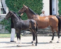 broodmare Reine du Valois (Selle Français, 1983, from Laudanum xx)