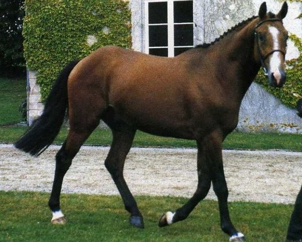 stallion Fazur Mail (Selle Français, 1993, from Jalisco B)