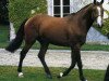 stallion Fazur Mail (Selle Français, 1993, from Jalisco B)