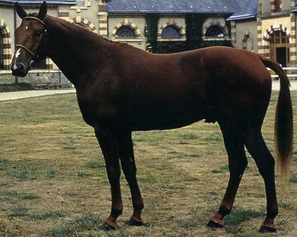 horse Verdi (Selle Français, 1987, from Narcos II)