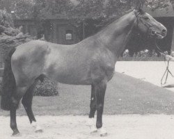 stallion Liberal (Holsteiner, 1985, from Lacapo)