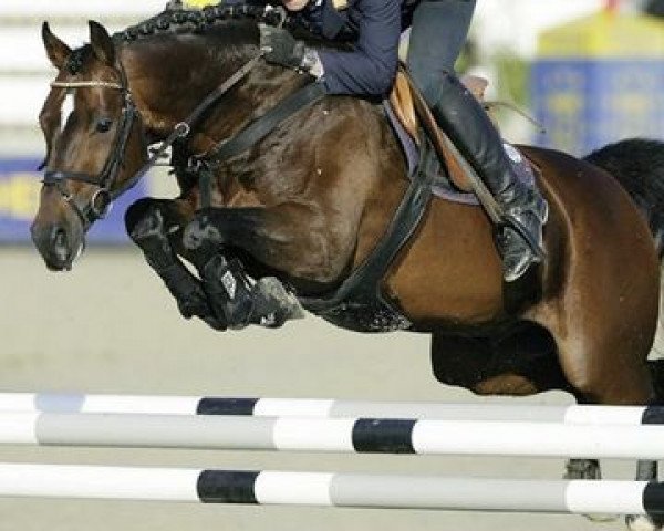 horse Gavio (Westphalian, 1999, from Gavi)