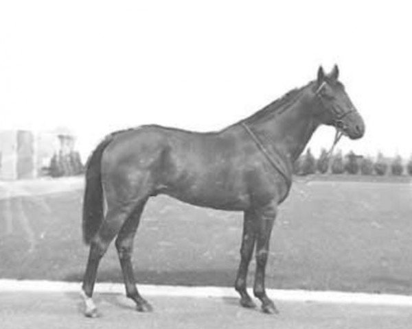 stallion Chingacgook xx (Thoroughbred, 1952, from Tourment xx)