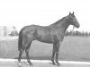 stallion Chingacgook xx (Thoroughbred, 1952, from Tourment xx)