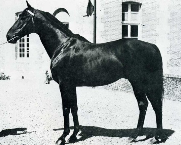 stallion Couroucou xx (Thoroughbred, 1961, from Chingacgook xx)