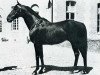 stallion Couroucou xx (Thoroughbred, 1961, from Chingacgook xx)