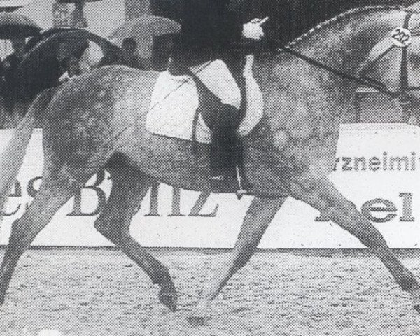 stallion Lambadero (Holsteiner, 1987, from Lenz)