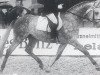 stallion Lambadero (Holsteiner, 1987, from Lenz)