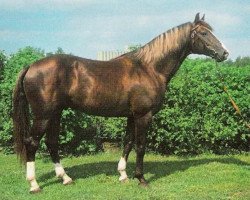 Deckhengst Dragon (Schwedisches Warmblut, 1967, von Gaspari)