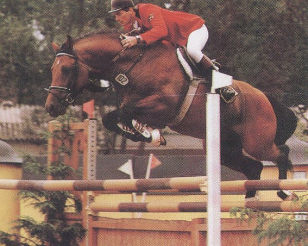 stallion Landherr (Holsteiner, 1982, from Landgraf I)