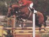 stallion Landherr (Holsteiner, 1982, from Landgraf I)