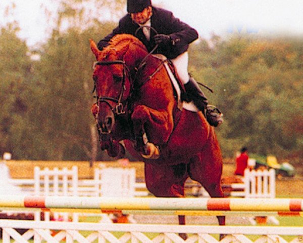 stallion Fairplay du Manoir (Selle Français, 1993, from Qredo de Paulstra)