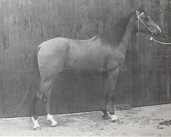 stallion Arcazaki A 788 ox (Arabian thoroughbred, 1974, from Nagasaki ox)