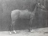 stallion Arcazaki A 788 ox (Arabian thoroughbred, 1974, from Nagasaki ox)