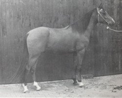 Deckhengst Arcazaki ox (Vollblutaraber, 1974, von Nagasaki ox)