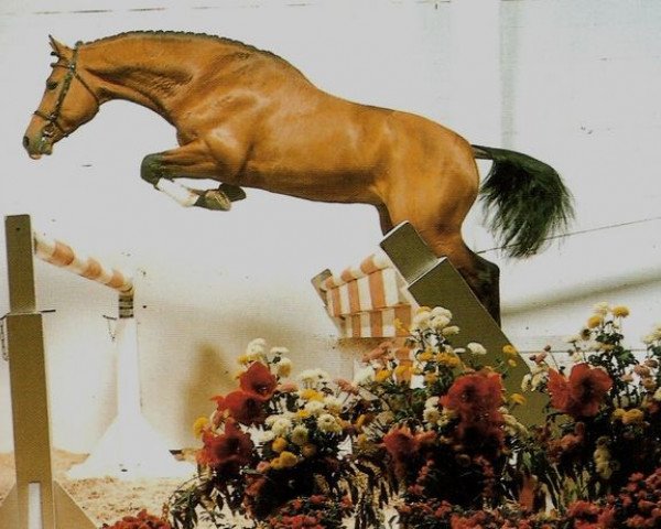 stallion Norman (Royal Warmblood Studbook of the Netherlands (KWPN), 1983, from Nimmerdor)