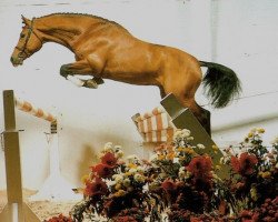 stallion Norman (KWPN (Royal Dutch Sporthorse), 1983, from Nimmerdor)