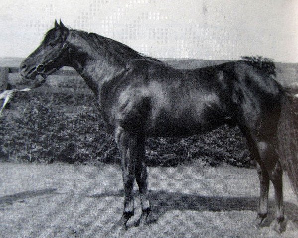 stallion Sound Track xx (Thoroughbred, 1957, from Whistler xx)