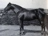 stallion Sound Track xx (Thoroughbred, 1957, from Whistler xx)