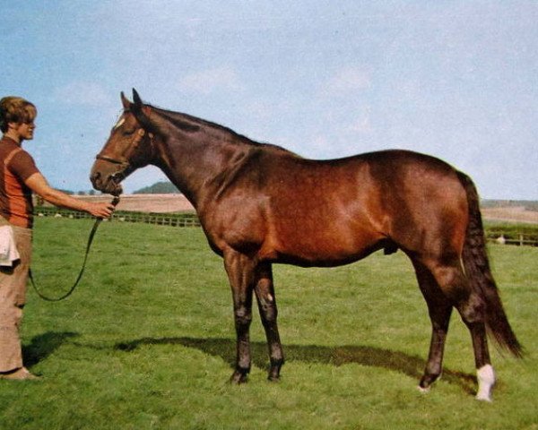 stallion Track Spare xx (Thoroughbred, 1963, from Sound Track xx)
