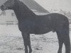 stallion Tartar (Trakehner, 1943, from Pythagoras)