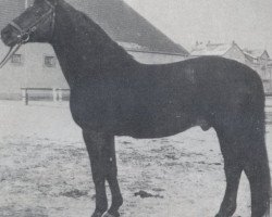 stallion Tartar (Trakehner, 1943, from Pythagoras)