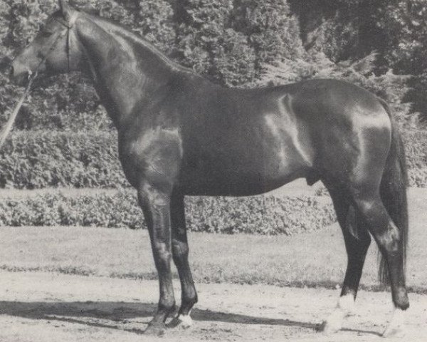 horse Carrera (Westphalian, 1971, from Cardinal xx)