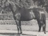 horse Carrera (Westphalian, 1971, from Cardinal xx)