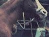 broodmare Kruschina ox (Arabian thoroughbred, 1967, from Arax 1952 ox)