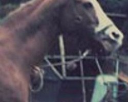 broodmare Kruschina ox (Arabian thoroughbred, 1967, from Arax 1952 ox)