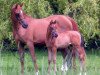 broodmare Balenina ox (Arabian thoroughbred, 1993, from Balaton 1982 ox)