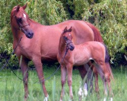 broodmare Balenina ox (Arabian thoroughbred, 1993, from Balaton 1982 ox)