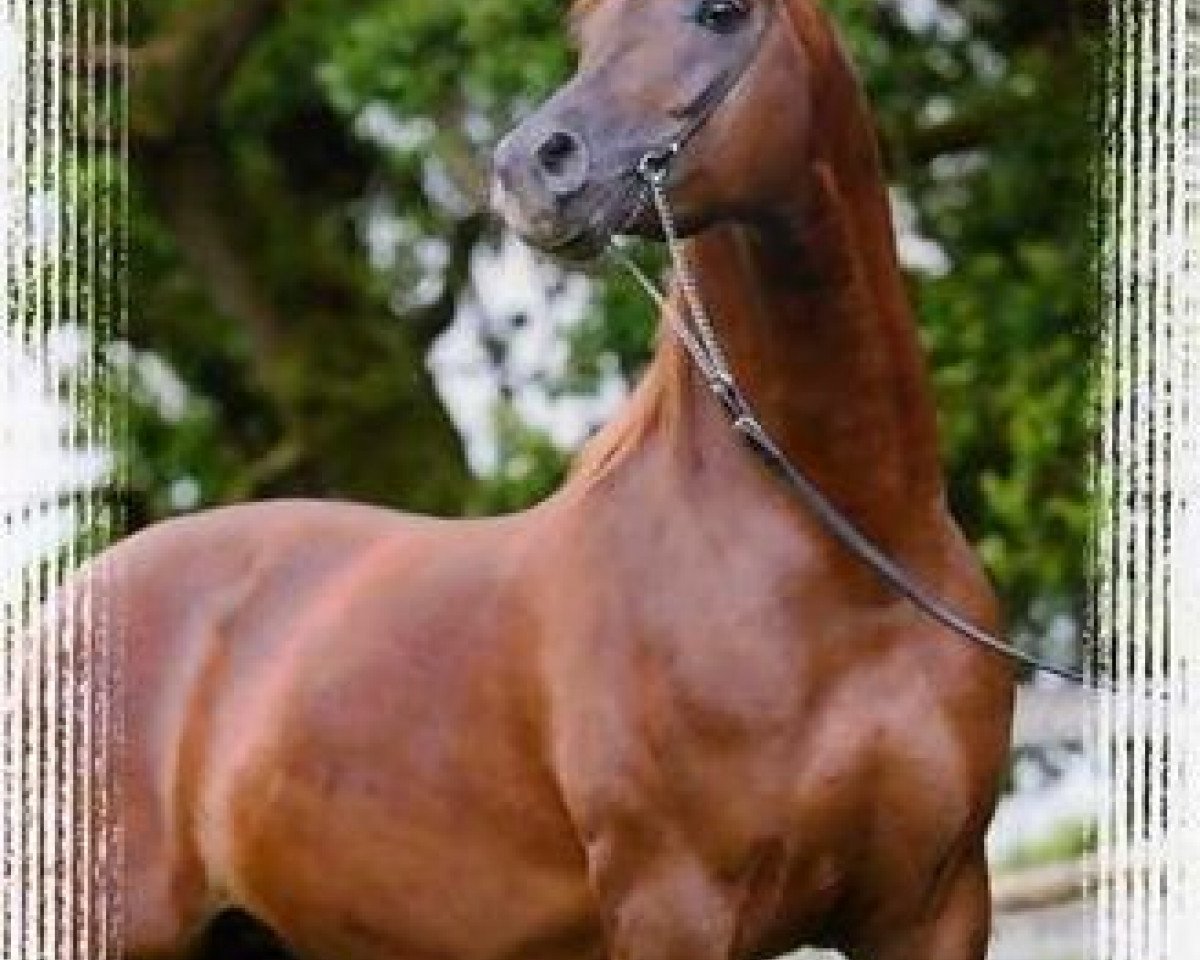 stallion Psynergy ox (Arabian purebred, 2000, from Padrons Psyche 1988 ox)