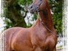stallion Psynergy ox (Arabian thoroughbred, 2000, from Padrons Psyche 1988 ox)