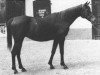 broodmare Kapelka ox (Arabian thoroughbred, 1966, from Aswan 1958 EAO)
