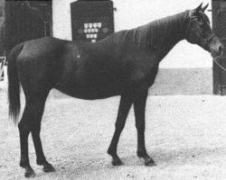 broodmare Kapelka ox (Arabian thoroughbred, 1966, from Aswan 1958 EAO)